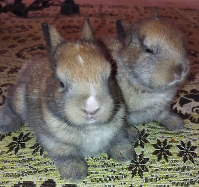 smokey brown bread rabbit chick's