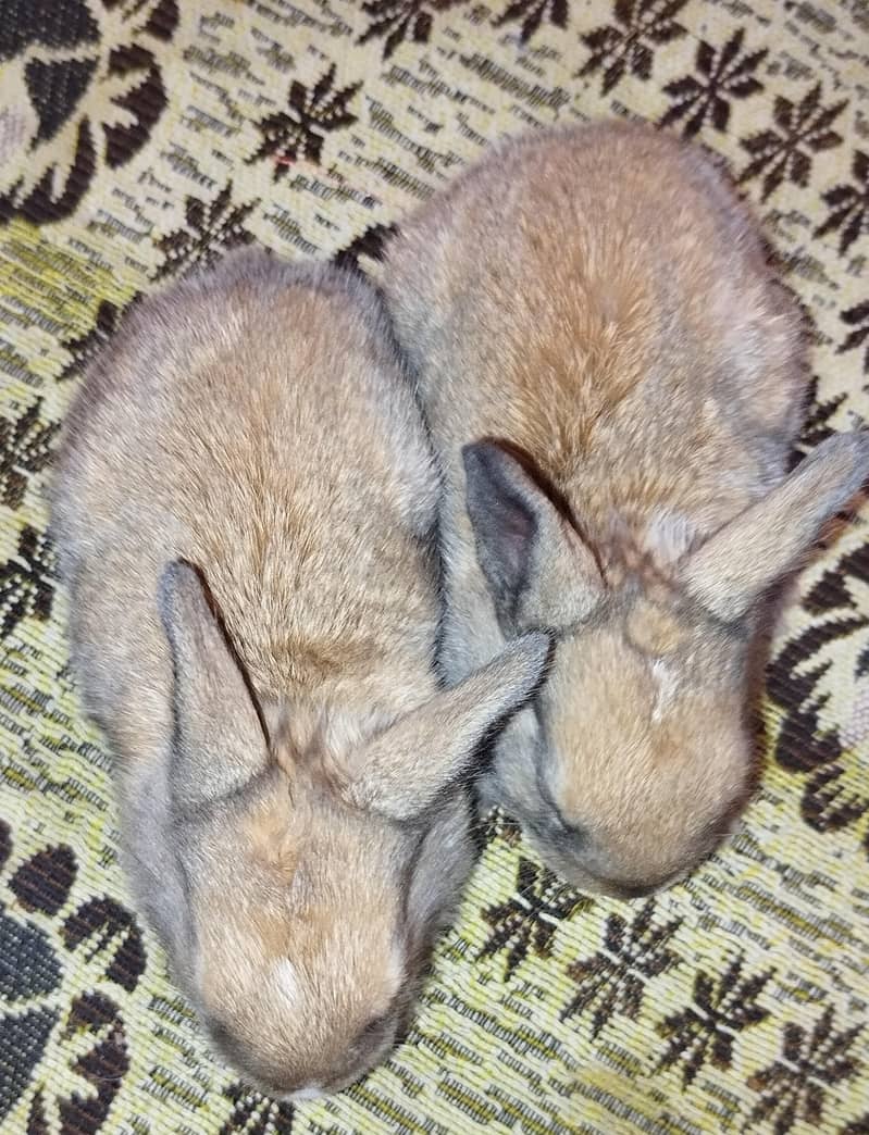 smokey brown bread rabbit chick's 1