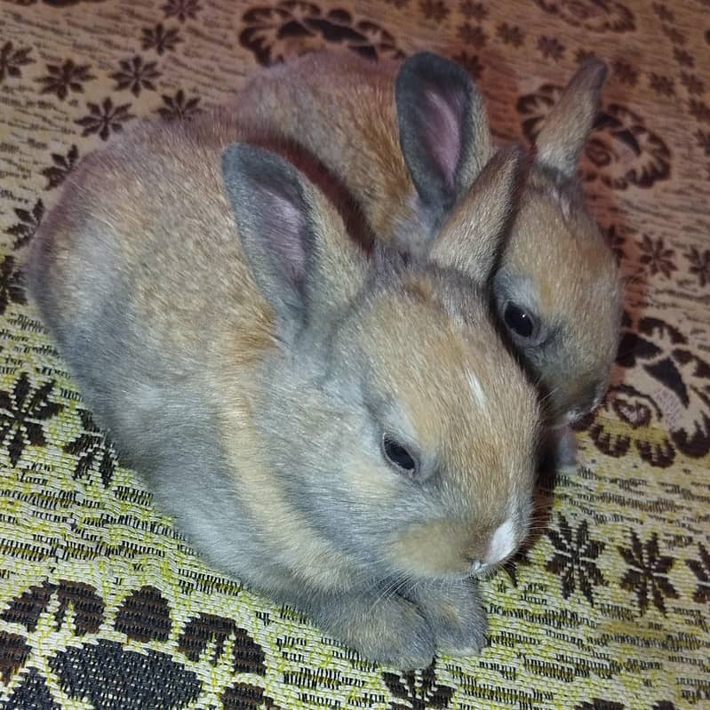 smokey brown bread rabbit chick's 2