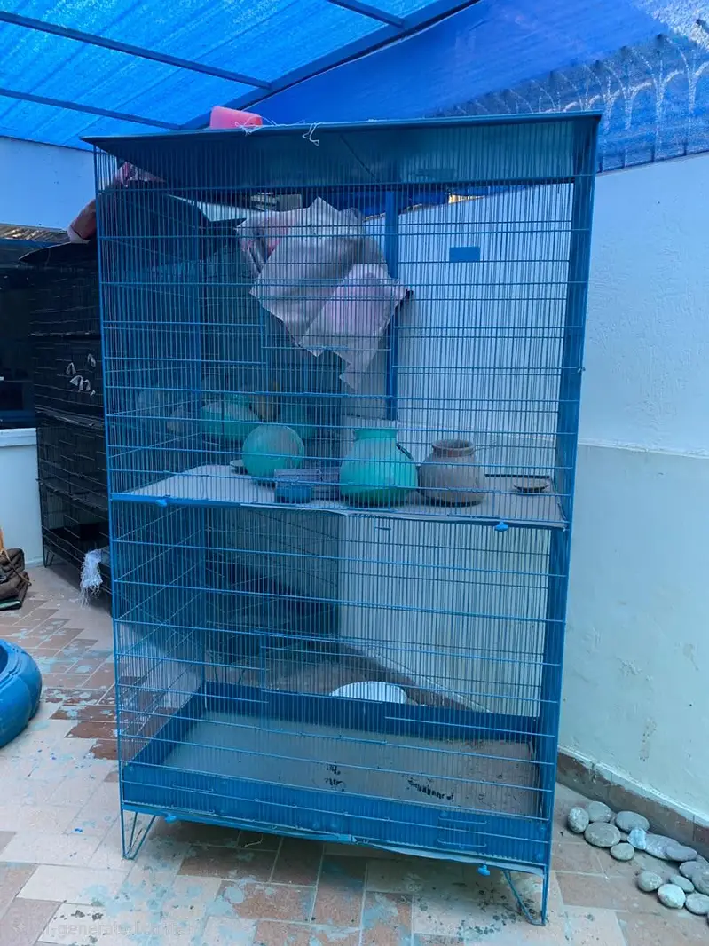 Bird Cages — photo 3