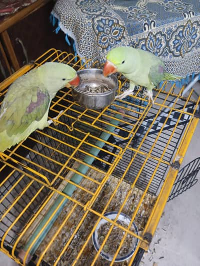 Raw parrot pair hand tame
