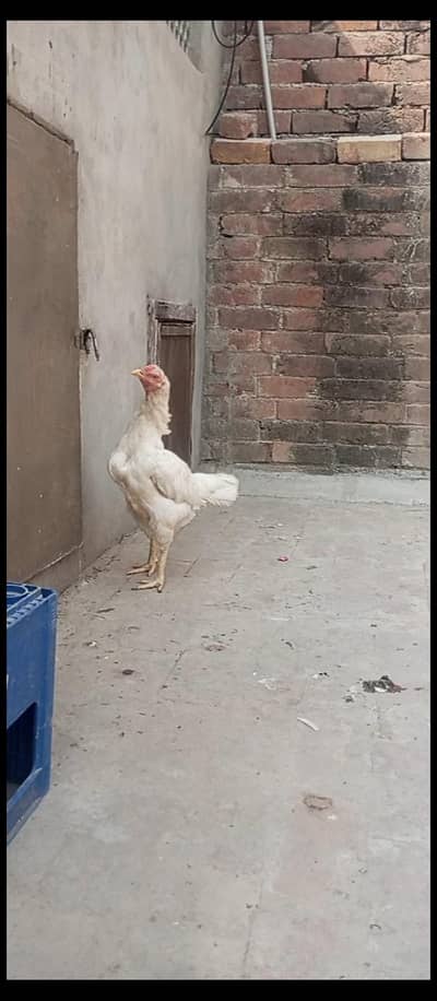 Paper white Hira aseel breeder egg laying hens for sale