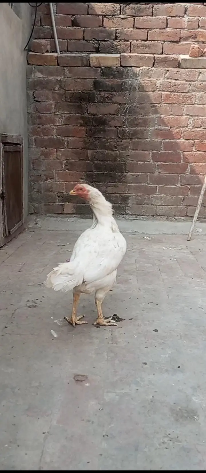 Paper white Hira aseel breeder egg laying hens for sale — photo 2