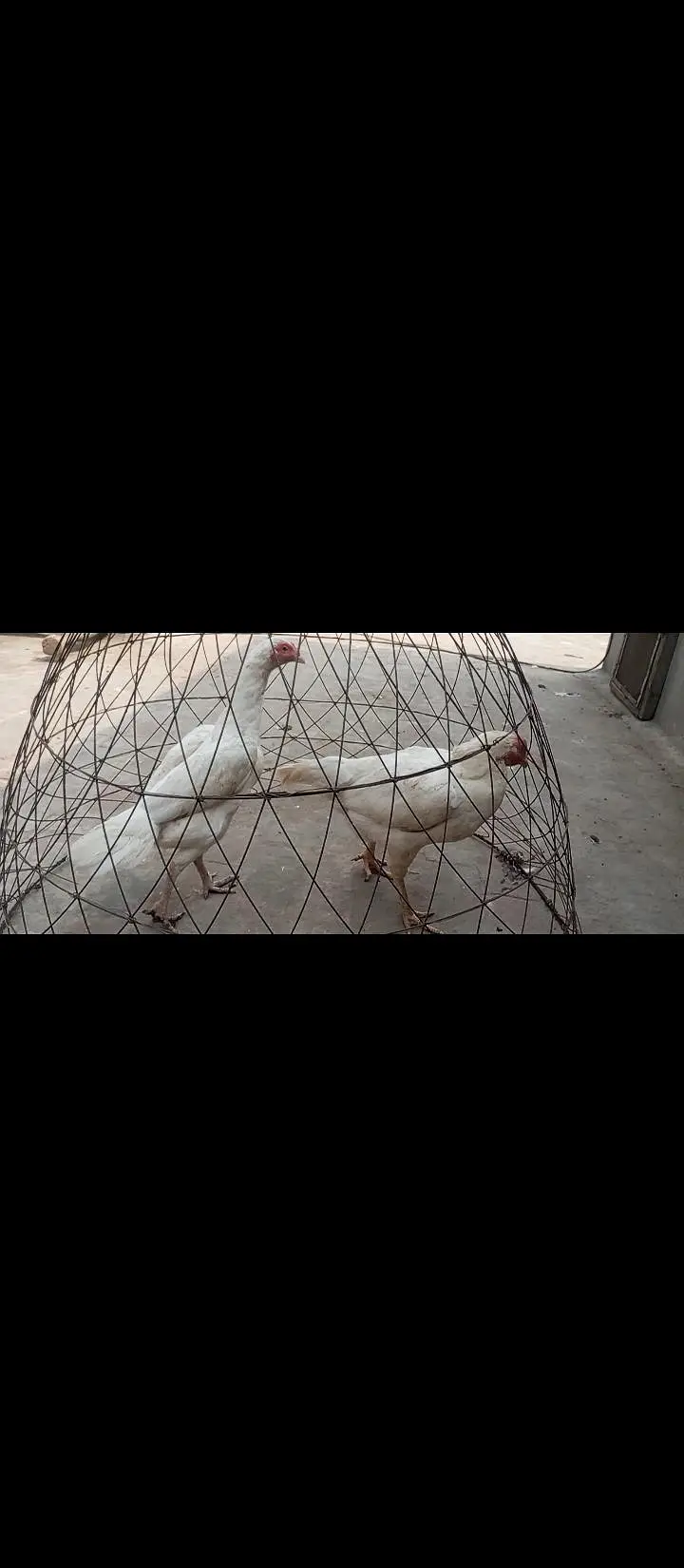 Paper white Hira aseel breeder egg laying hens for sale — photo 3
