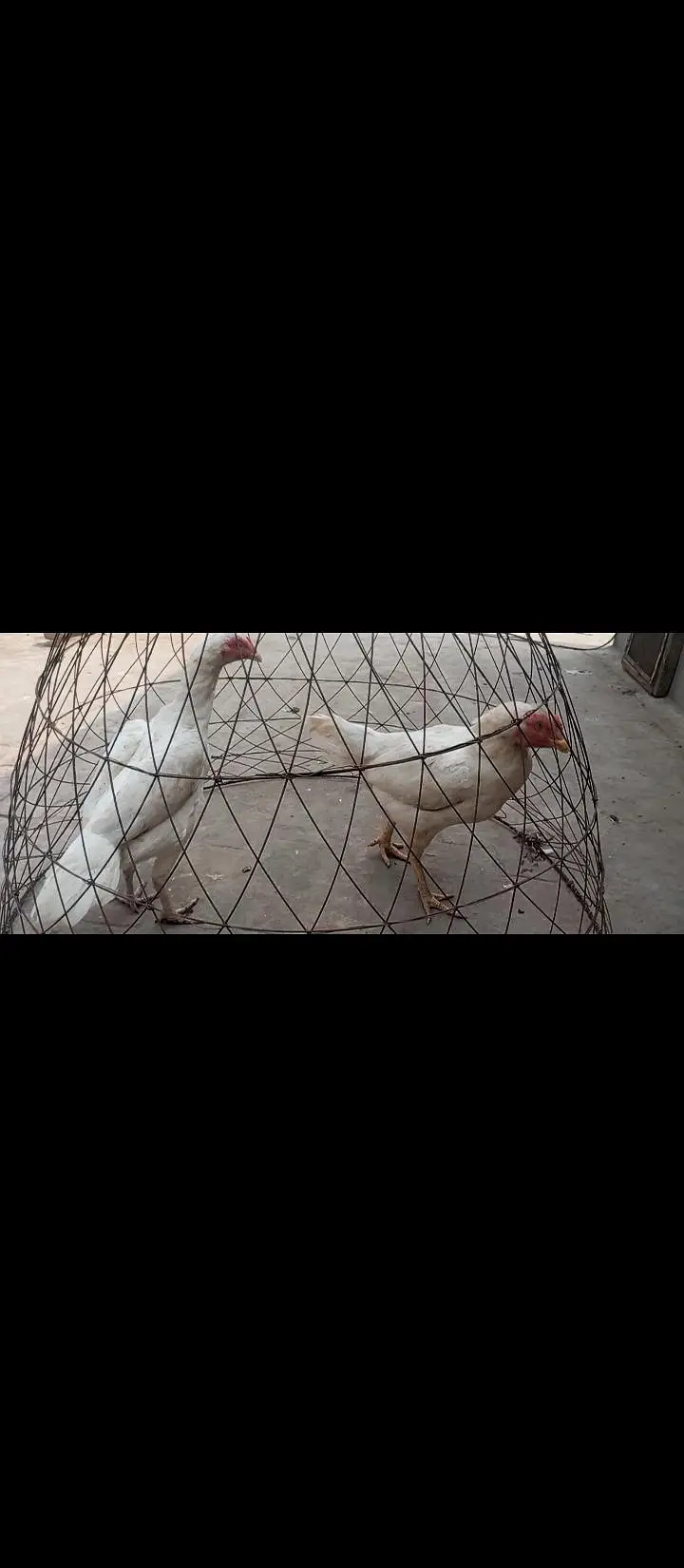 Paper white Hira aseel breeder egg laying hens for sale — photo 4