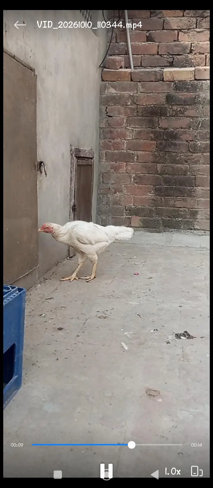 Paper white Hira aseel breeder egg laying hens for sale — photo 5
