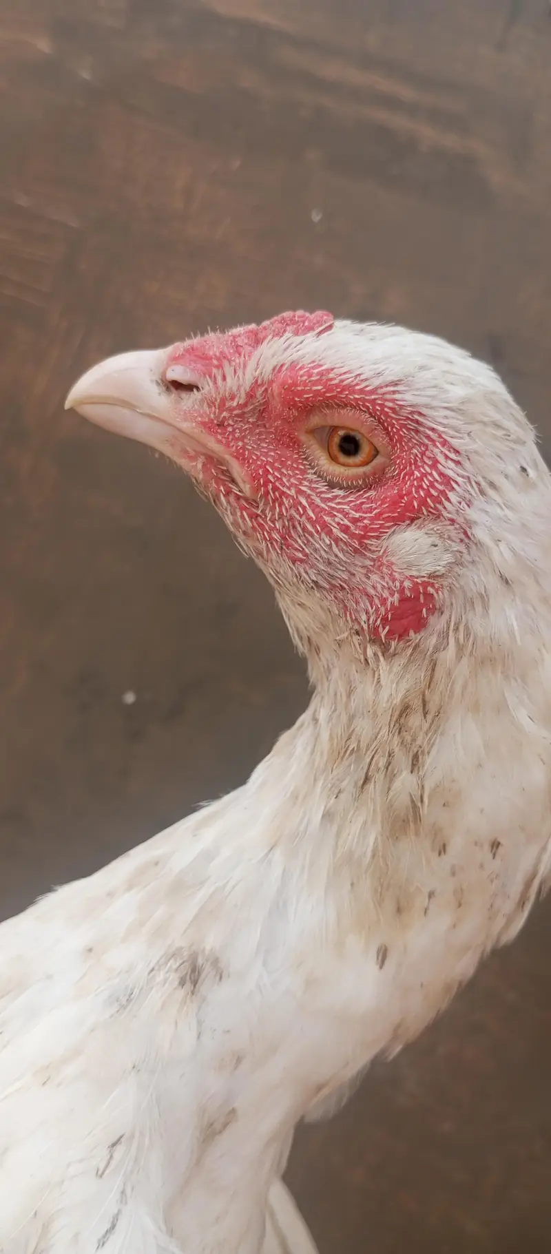 Paper white Hira aseel breeder egg laying hens for sale — photo 6