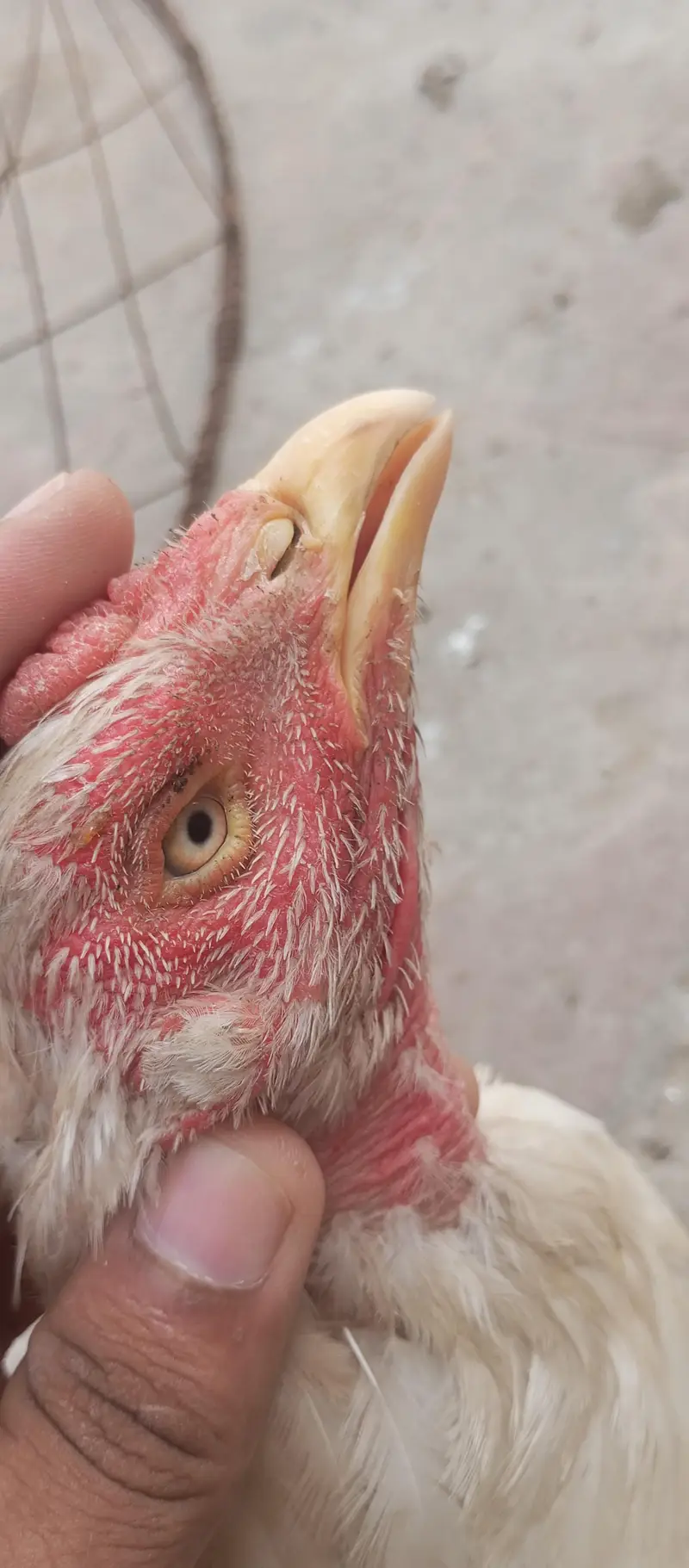 Paper white Hira aseel breeder egg laying hens for sale — photo 7