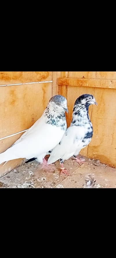 This is a guaranteed Pir; this Pir makes the pigeons fly.