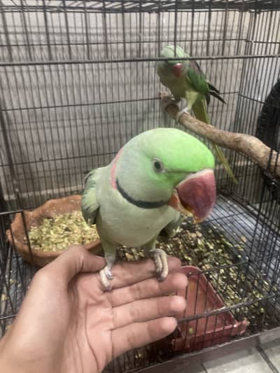 Raw parrots male