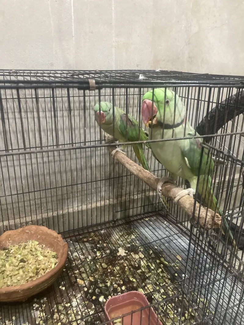 Raw parrots male — photo 2
