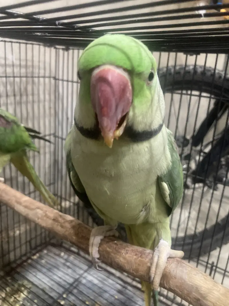 Raw parrots male — photo 3