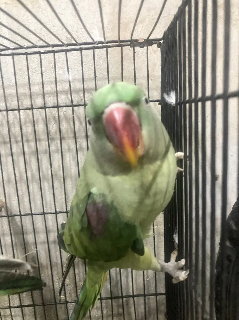 Raw parrots male — photo 4