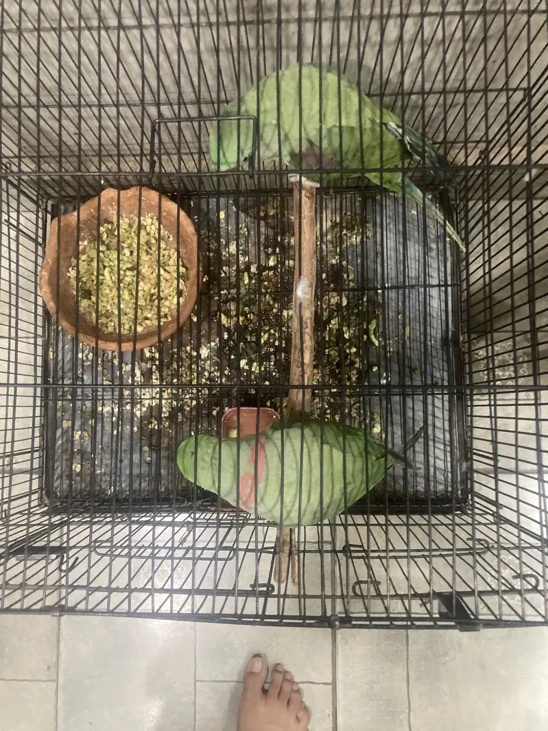 Raw parrots male — photo 5
