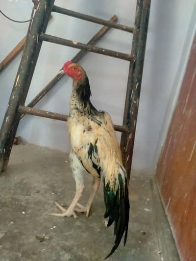 out class ASEEL male for sale