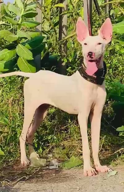 pure kohati gultair Female for sale available