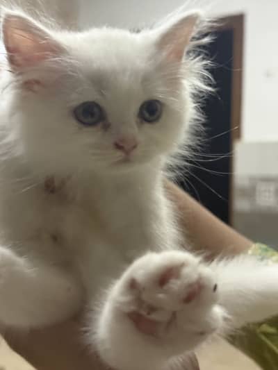 Persian cat