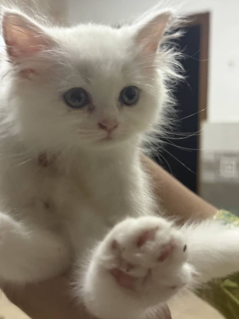 Persian cat 0
