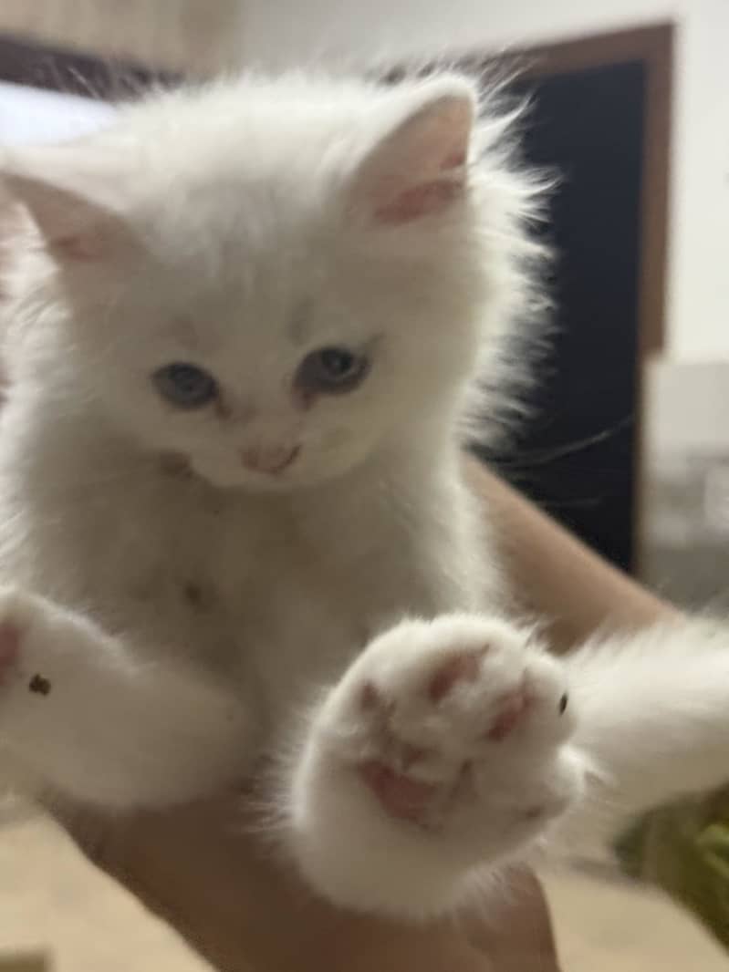 Persian cat 1