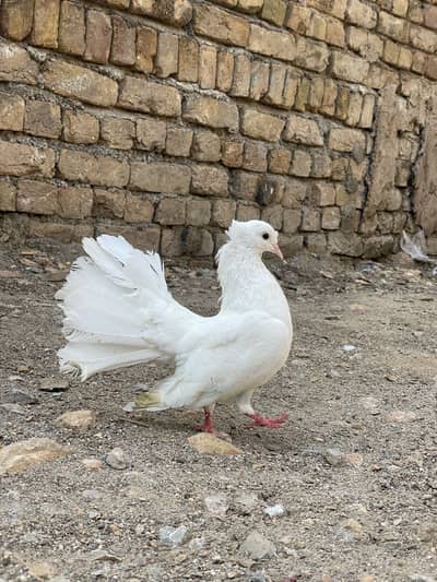 Full White Fantail Female