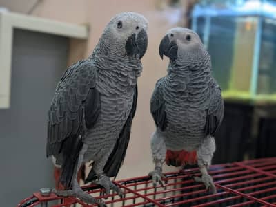 African grey parrots conform and healthy pair. on self feed