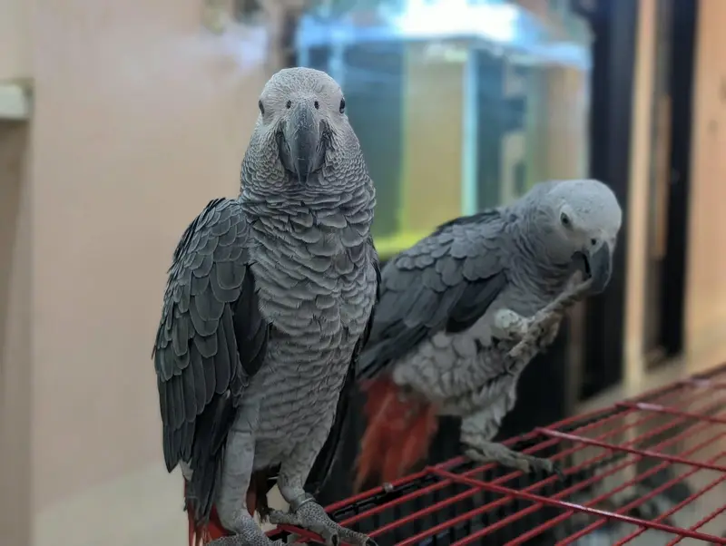 African grey parrots conform and healthy pair. on self feed — photo 2