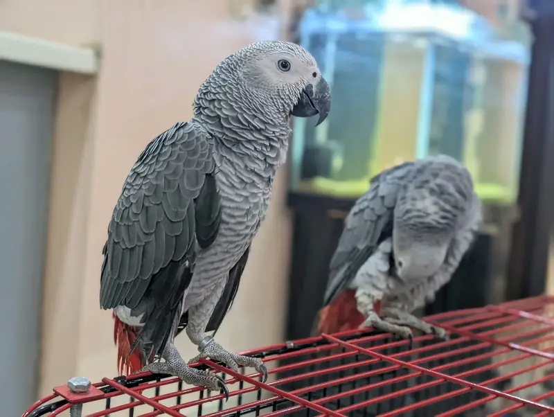 African grey parrots conform and healthy pair. on self feed — photo 3