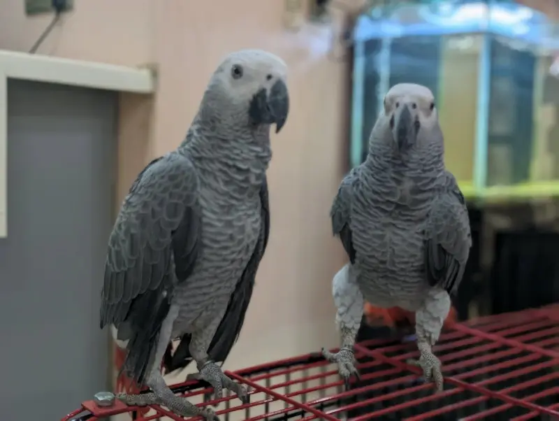African grey parrots conform and healthy pair. on self feed — photo 4