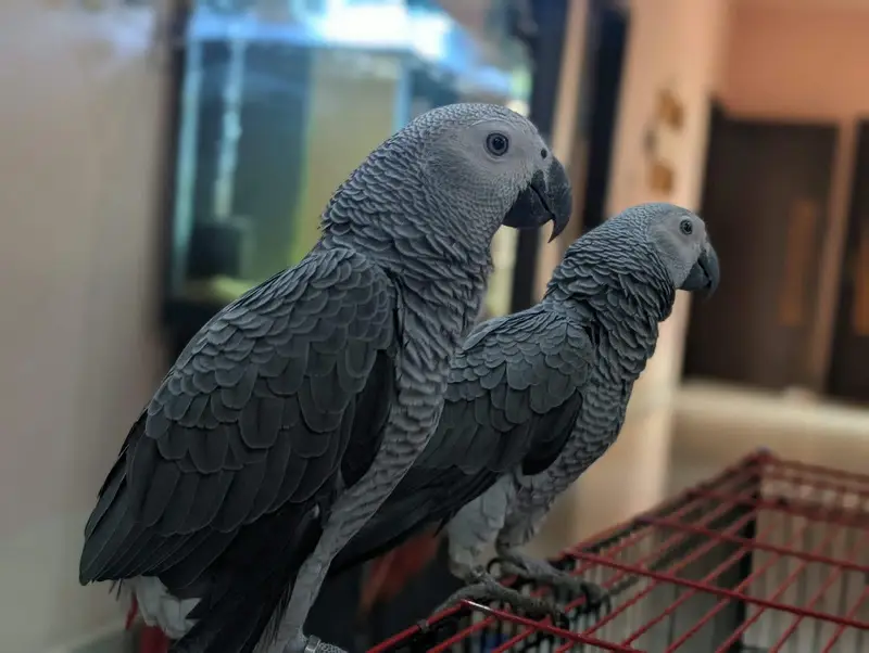 African grey parrots conform and healthy pair. on self feed — photo 5