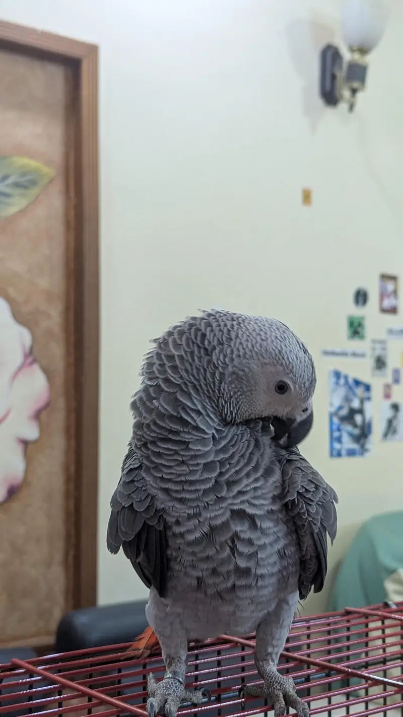 African grey parrots conform and healthy pair. on self feed — photo 6