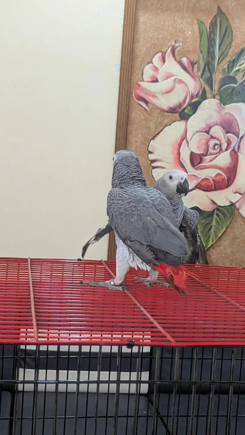 African grey parrots conform and healthy pair. on self feed — photo 7