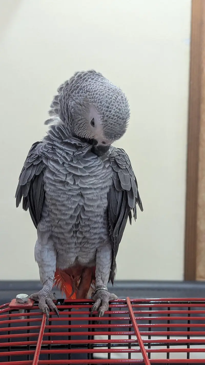 African grey parrots conform and healthy pair. on self feed — photo 8