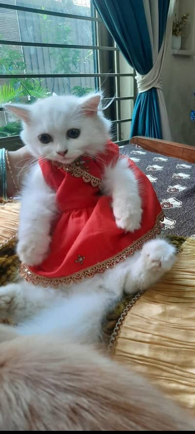persian cat for sale female cat vaccinated age 4 months