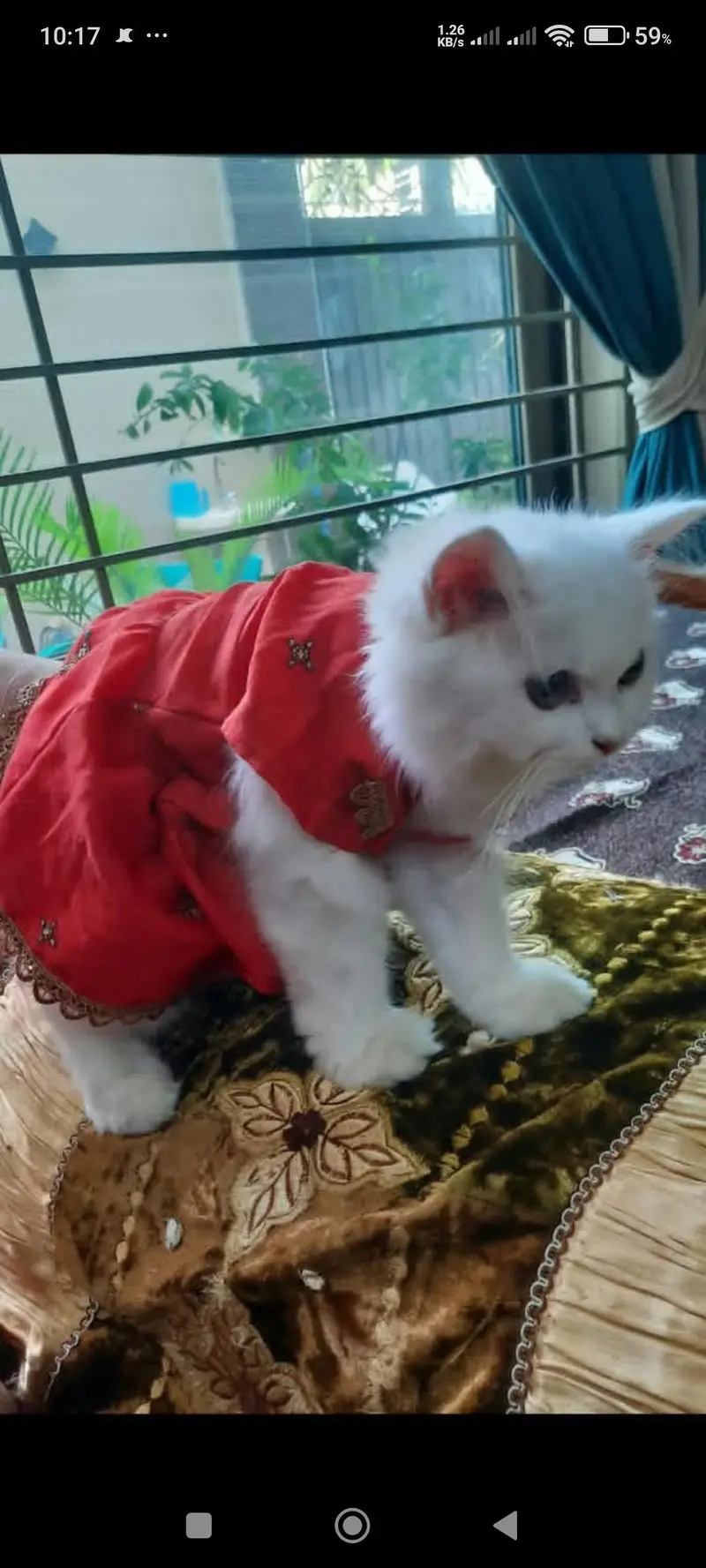 persian cat for sale female cat vaccinated age 4 months — photo 2