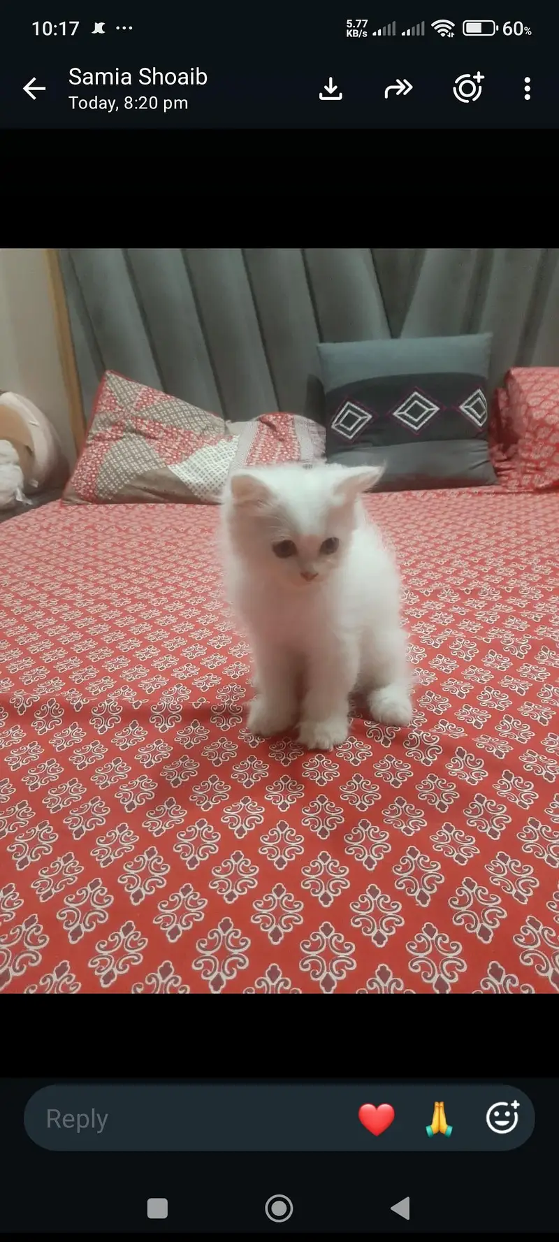 persian cat for sale female cat vaccinated age 4 months — photo 3