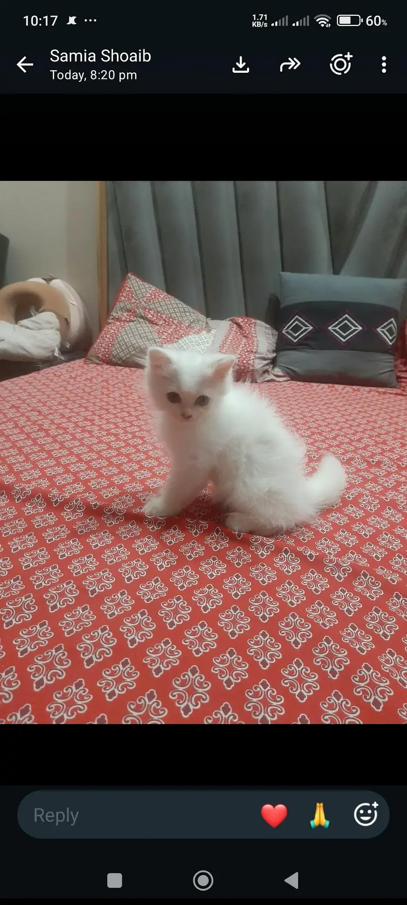 persian cat for sale female cat vaccinated age 4 months — photo 4