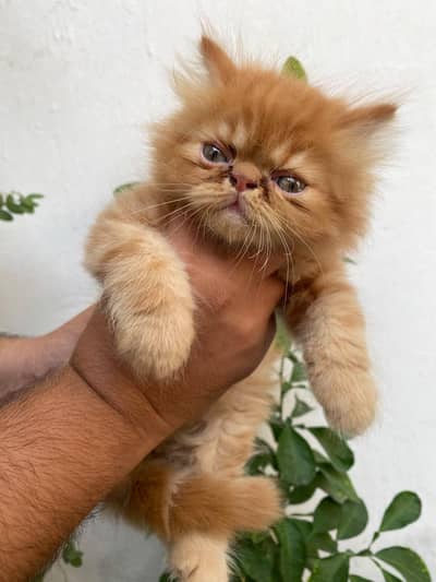 Beautiful & Playful picky face 2 Month Female Kitten for Adoption