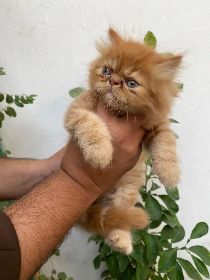 Beautiful & Playful picky face 2 Month Female Kitten for Adoption — photo 2