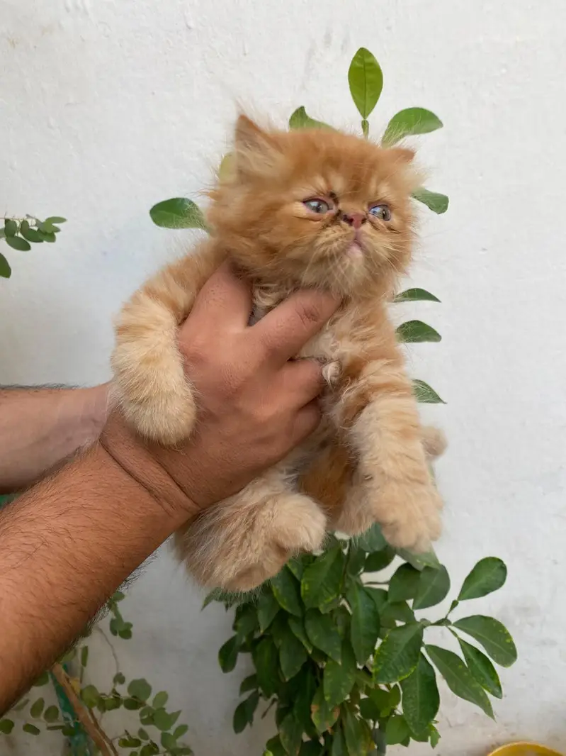 Beautiful & Playful picky face 2 Month Female Kitten for Adoption — photo 3