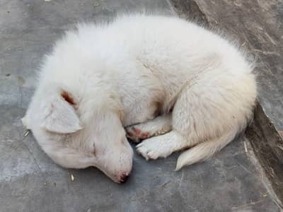 withe Russian puppy For sale