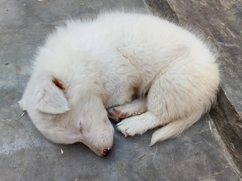 withe Russian puppy For sale