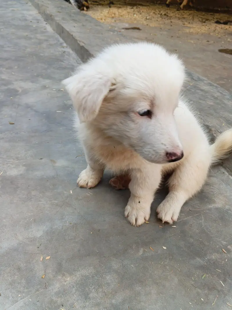 withe Russian puppy For sale — photo 2