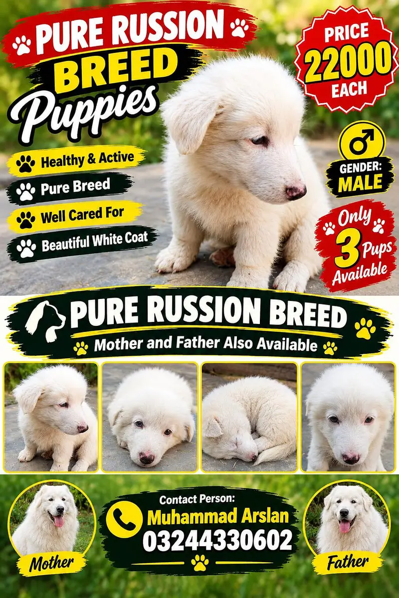withe Russian puppy For sale — photo 3