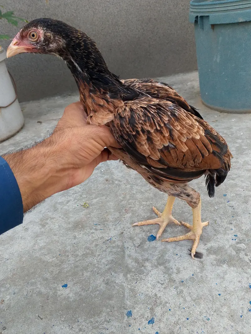 pure aseel patha or pathia 03175088407 whatapp8 — photo 3