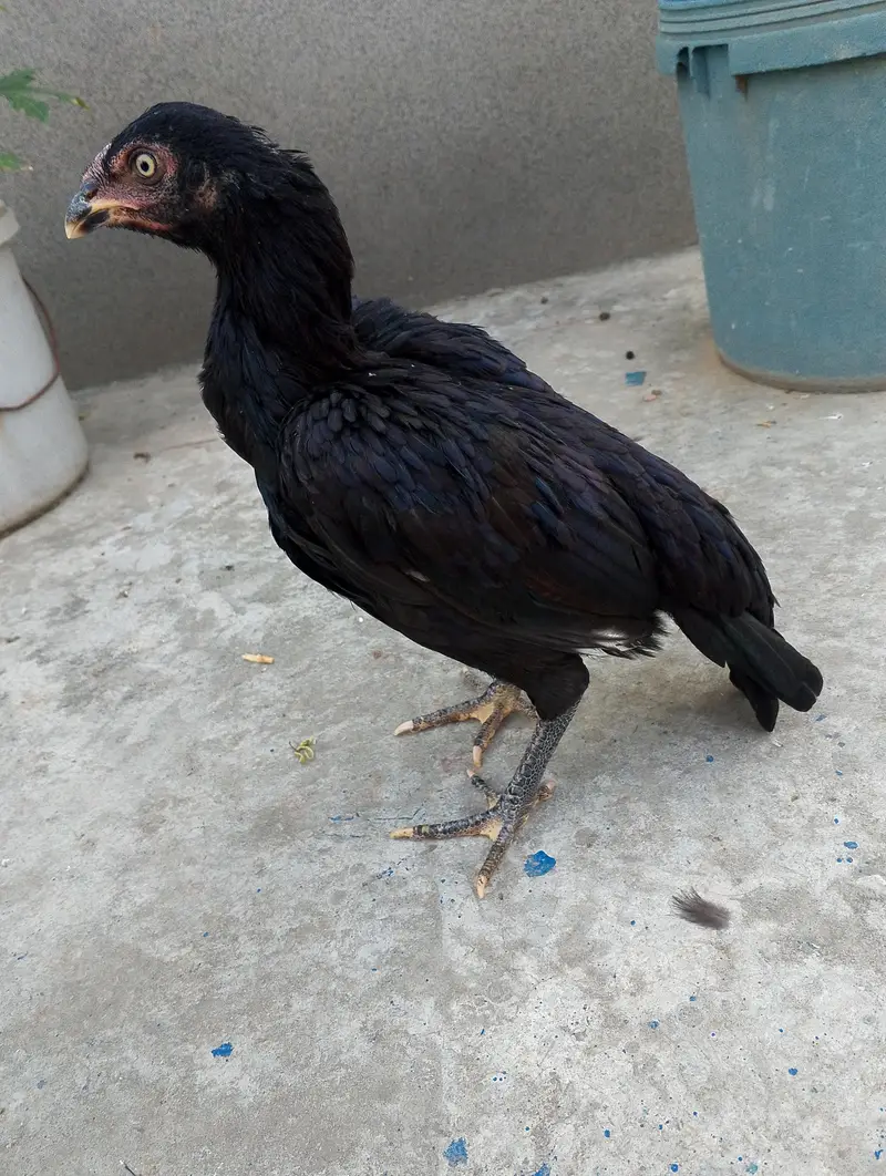 pure aseel patha or pathia 03175088407 whatapp8 — photo 6
