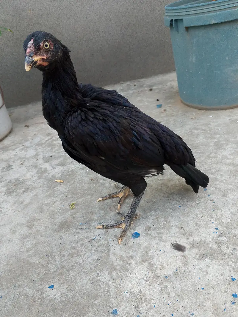 pure aseel patha or pathia 03175088407 whatapp8 — photo 7