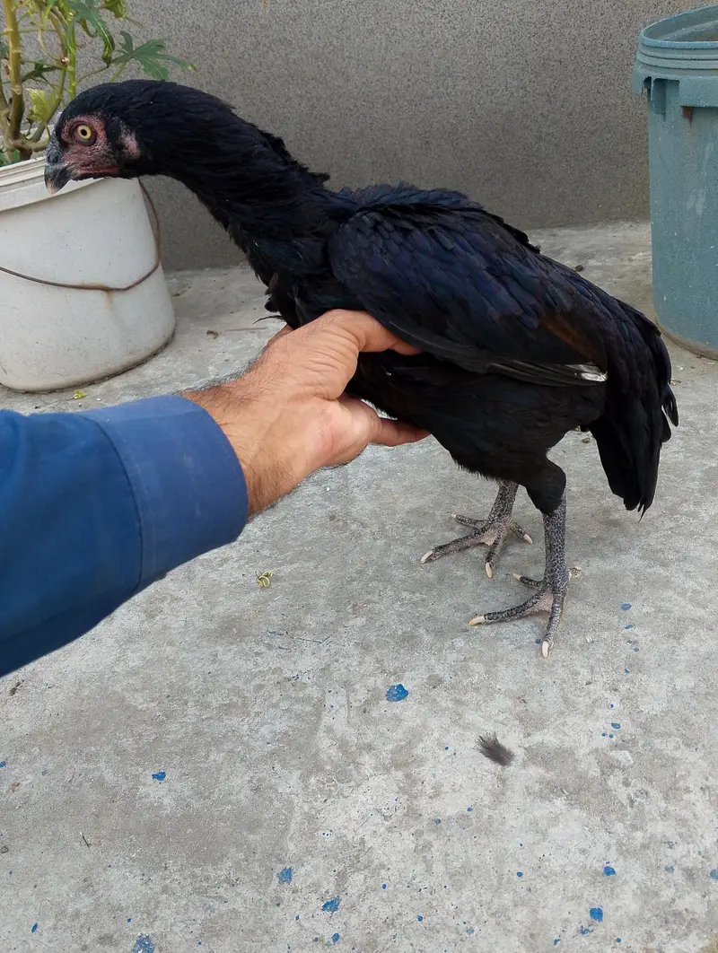 pure aseel patha or pathia 03175088407 whatapp8 — photo 11