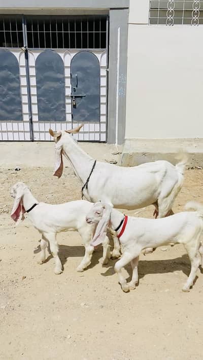 Gulabi bakri with male female kids