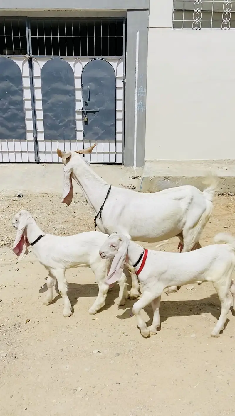 Gulabi bakri with male female kids