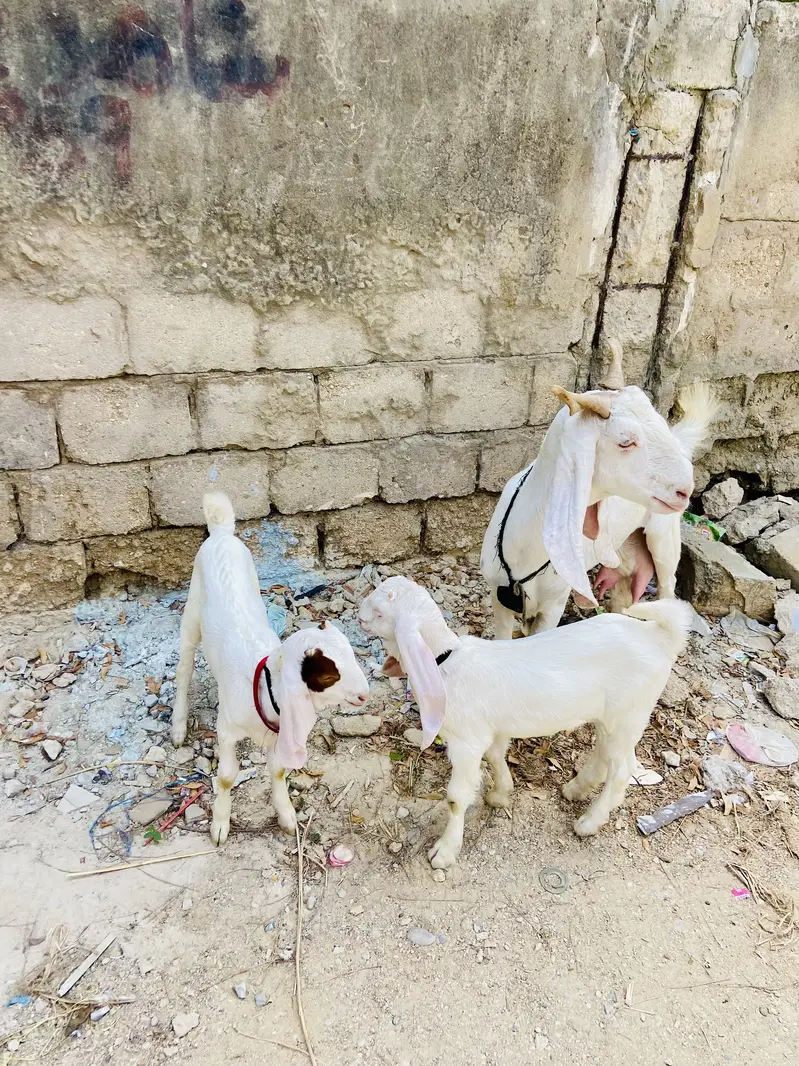 Gulabi bakri with male female kids — photo 2